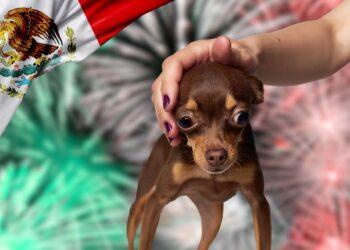 Como proteger a tus mascotas de los cohetes