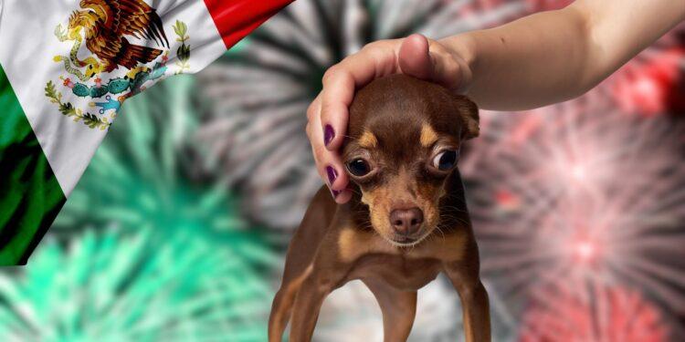 Como proteger a tus mascotas de los cohetes