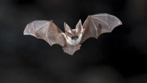 murcielagos nuevo león