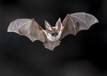 murcielagos nuevo león