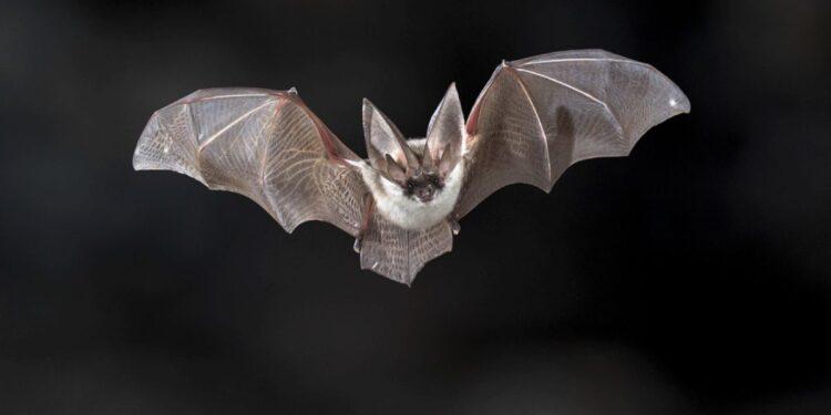 murcielagos nuevo león